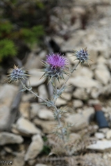 Cousinia libanotica