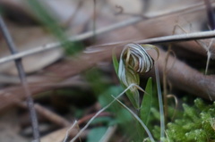Pterostylis truncata