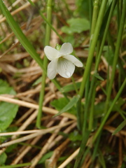 Viola macloskeyi