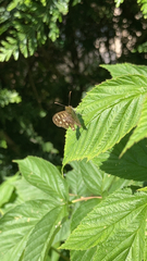 Pararge aegeria