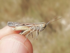 Ramburiella hispanica