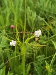 Eriocapitella rivularis