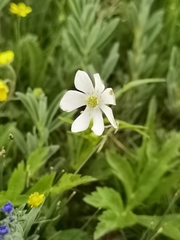 Eriocapitella rivularis