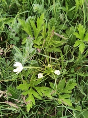 Eriocapitella rivularis