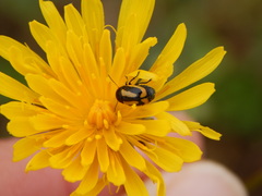 Cryptocephalus vittatus