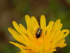 Cryptocephalus vittatus