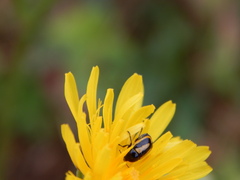 Cryptocephalus vittatus