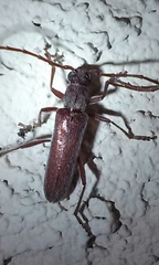 Aneflomorpha lineare