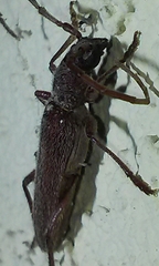 Aneflomorpha lineare