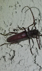 Aneflomorpha lineare