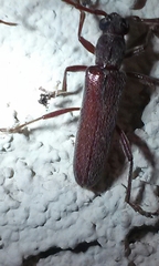 Aneflomorpha lineare