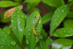 Adoxophyes privatana