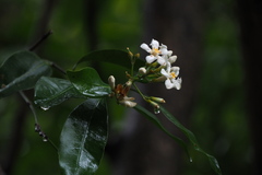 Melodinus suaveolens