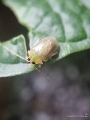 Hemipyxis semiviridis