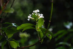 Melodinus suaveolens