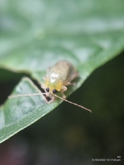 Hemipyxis semiviridis
