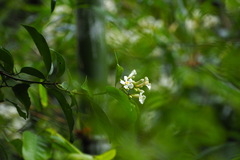 Melodinus suaveolens