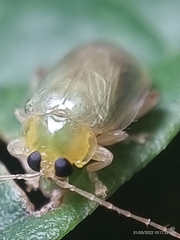 Hemipyxis semiviridis