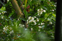 Melodinus suaveolens