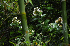 Melodinus suaveolens