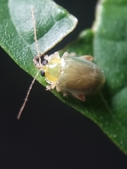 Hemipyxis semiviridis