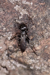 Anoplius nigerrimus
