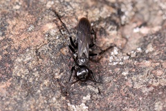 Anoplius nigerrimus