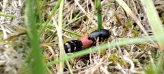 Platydracus stercorarius