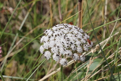 Angelica genuflexa