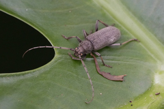 Stromatium longicorne