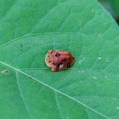 Laccoptera nepalensis