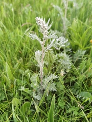 Artemisia moorcroftiana