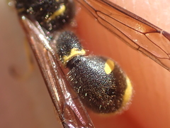 Eumenes papillarius