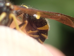 Eumenes papillarius