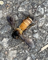 Apis dorsata