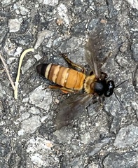 Apis dorsata