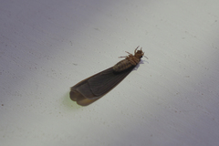 Odontotermes formosanus