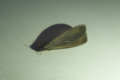 Odontotermes formosanus