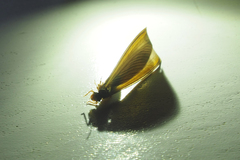 Odontotermes formosanus