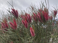 Hakea francisiana