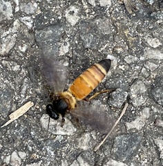 Apis dorsata