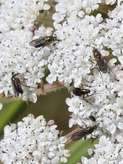 Angelica genuflexa