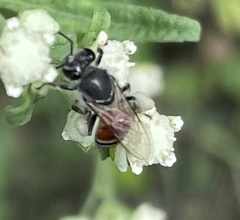 Apis florea