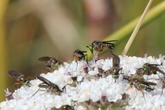 Angelica genuflexa