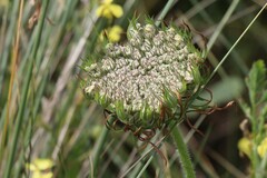 Angelica genuflexa