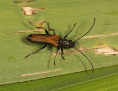 Anogcodes melanurus