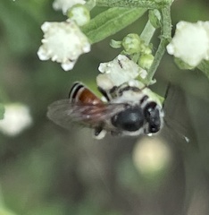 Apis florea