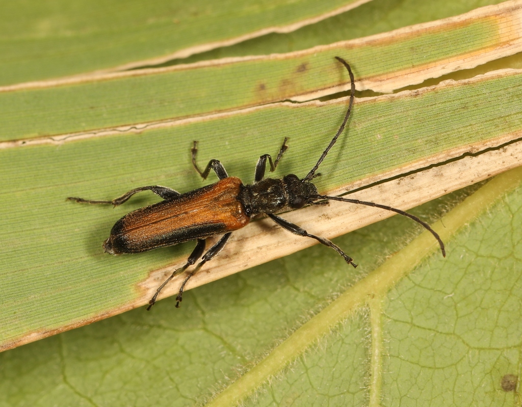 Anogcodes melanurus