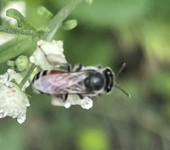 Apis florea