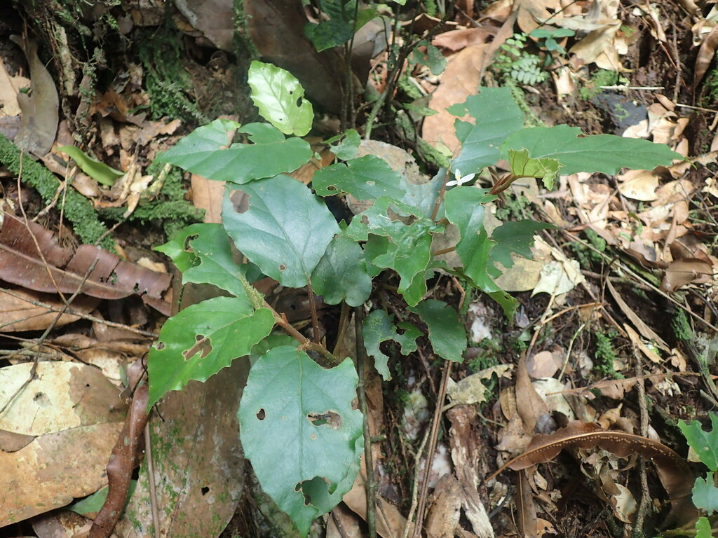 Begonia fusialata; photograph Mahomed Desai, CC BY, iNaturalist via GBIF